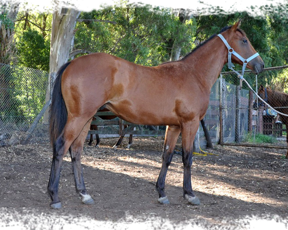 Sovereign Silk y Check This Filly