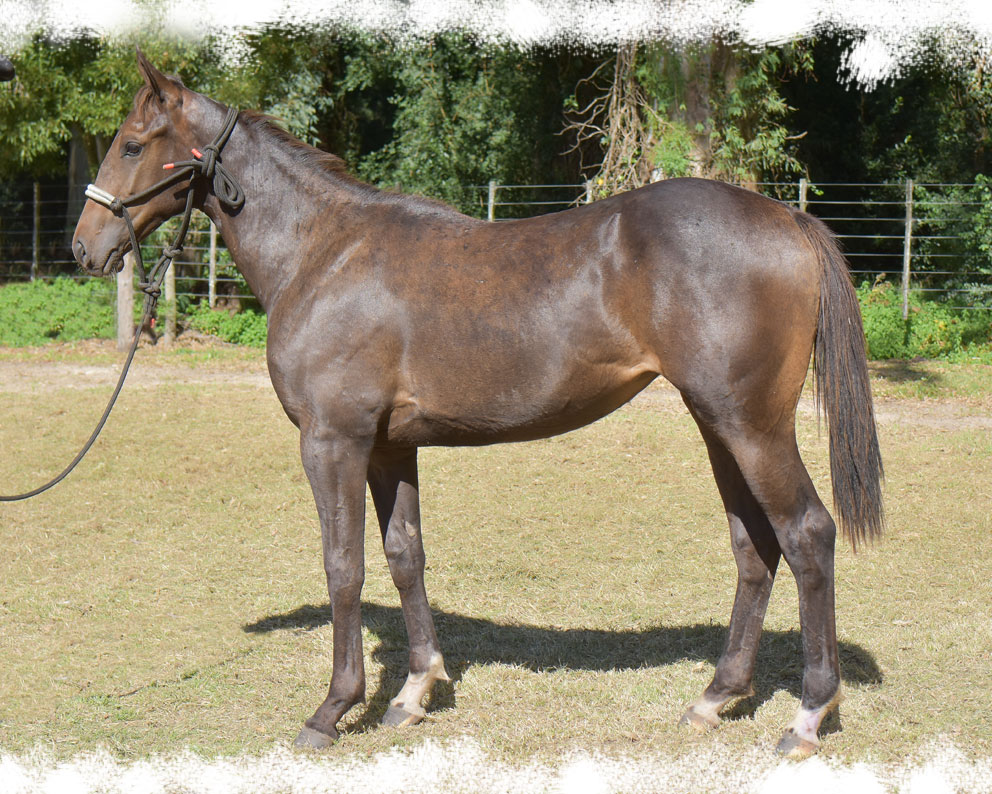 Cartel Blue y Armas Yankee Samuela